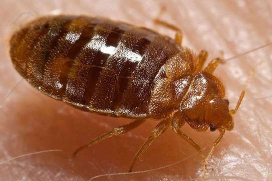 24 Hour  Quality Fumigation & Pest control - Bed Bugs & Cockroaches control | Best Office & Domestic Cleaning Nairobi.100% Service Guarantee.Call in our experts today. We Are 24/7 image 1