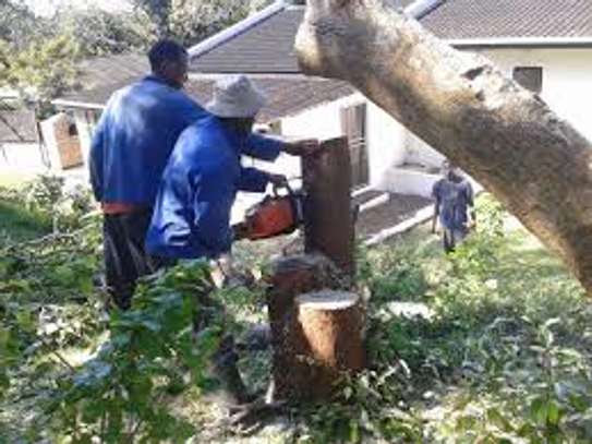 Tree Cutting & Removal.Fast, Professional And Affordable.Landscaping & Gardening Services image 6