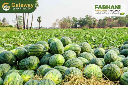 Farming land in Malindi image 3