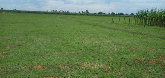 1/4 ACRE PLOTS SALE IN KUINET ELDORET image 5