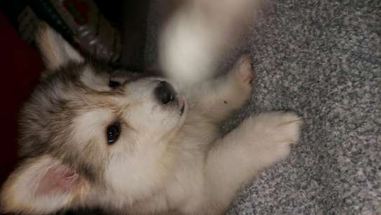 HUSKY PUPPIES  looking for a new home image 3