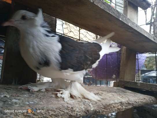 Fancy pigeons image 10