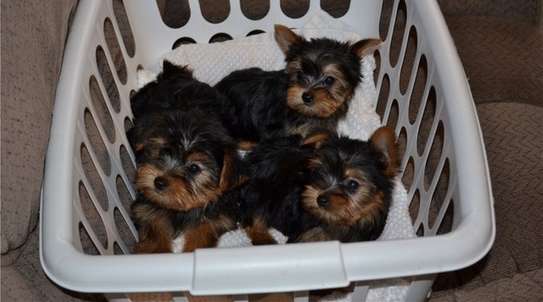 Sweet Yorkshire Terrier Puppies For Sale. image 1