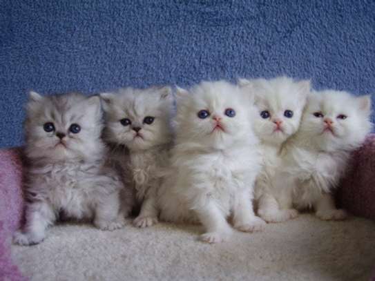Persian kittens for adoption. image 1