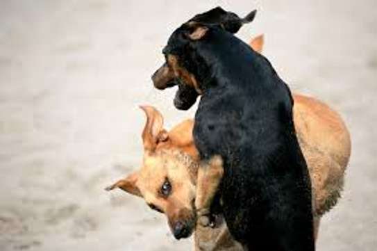 Dog training - Nairobi's Finest Pet Training Services image 9
