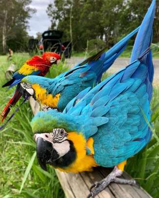 Scarlet Macaw and gold macaw Available image 1