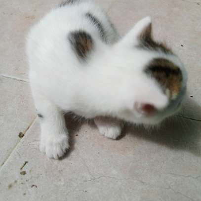 0-1 Month Old, Home-bred, Female, Persian Kittens for sale. image 3