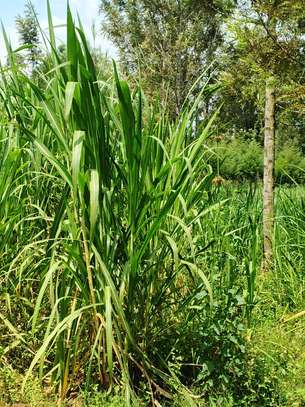 Australian red napier image 12
