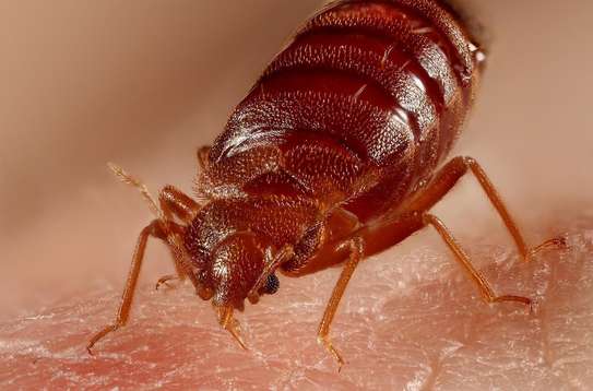 Bed Bug Fumigation and Pest Control Services in Runda/Ruaka image 1