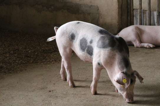 Healthy Pigs Available - Siaya image 4