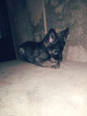 1- 3 month old german shepherd puppies for sale image 7