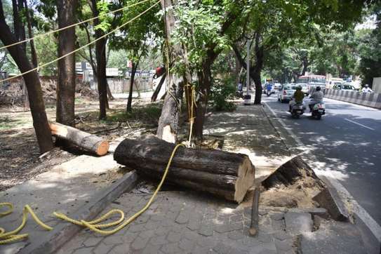 Expert Tree Cutting Services | Tree Cutting and Stump Removal Services| Bestcare Tree Service | Tree Trimming Service | Tree Removal And Landscaping | Affordable Tree Cutting Services | Bestcare Tree Trimming | Reliable Tree Cutting Service in Nairobi | Tree Cutting Services Nairobi.Get A Free Quote Now. image 3