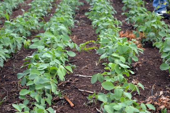 Landscaping & gardening services in Nairobi | Give us a call today. image 7