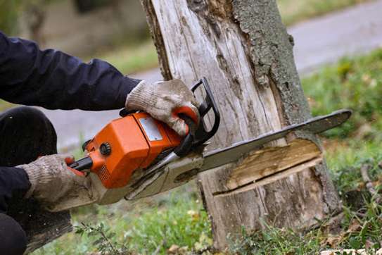 Expert Tree Cutting Services | Tree Cutting and Stump Removal Services| Bestcare Tree Service | Tree Trimming Service | Tree Removal And Landscaping | Affordable Tree Cutting Services | Bestcare Tree Trimming | Reliable Tree Cutting Service in Nairobi | Tree Cutting Services Nairobi.Get A Free Quote Now. image 5