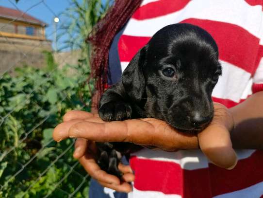 Miniature dachshund image 4
