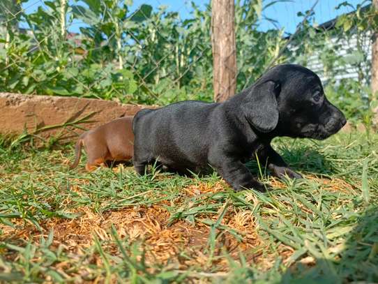 Miniature dachshund image 3