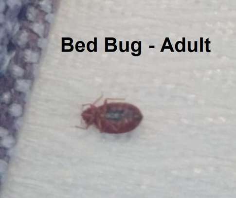 Bedbug,Cockroaches, Rats, Mosquitoes & Termites Fumigation image 14