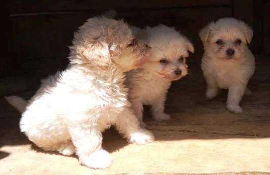 Maltese Terrier Kopek Cinsi Ozellikleri Karakteri Ve Bakimi Ajanimo