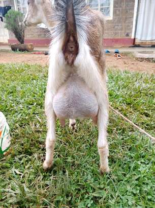 Torgen burger  Dairy Goats pedigree for sale image 2
