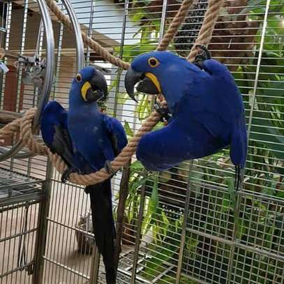 Pair Of Hyacinth Macaw  For Sale. image 1