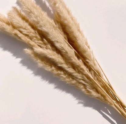 Mini pampas grass image 1