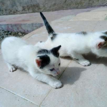 0-1 Month Old, Home-bred, Female, Persian Kittens for sale. image 1