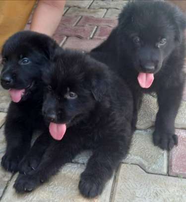 Solid black gsd puppy image 3