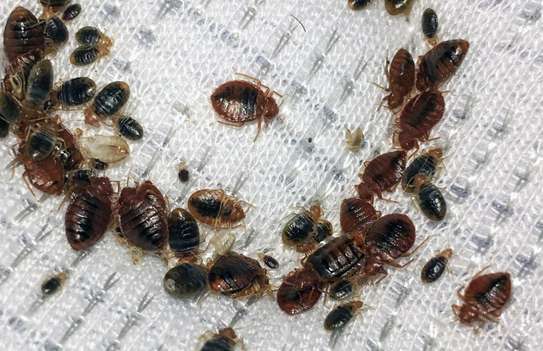 BED BUG Fumigation in Pangani/Ziwani/Kariokor/Landimawe image 3