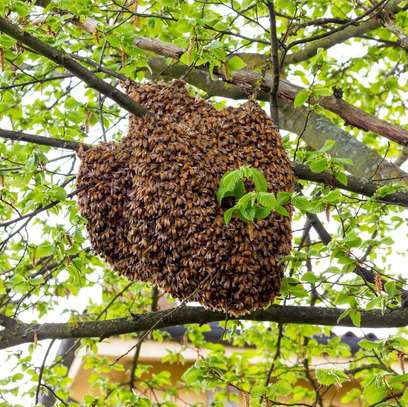Affordable Bee Removal Services | Bee hive removal | Bee swarm removal image 10