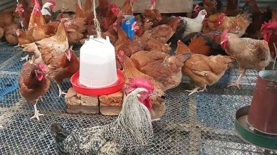Free-Range Mixed Breed Chickens with Feeding Kit image 1