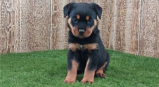 Rottweiler puppies ready now image 1