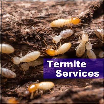 Bed Bug Fumigation Service | Bed Bugs Control South C &  B image 10