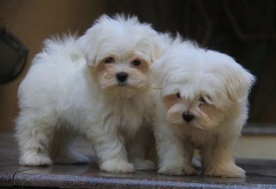 havanese puppies cuttie fluffy image 3