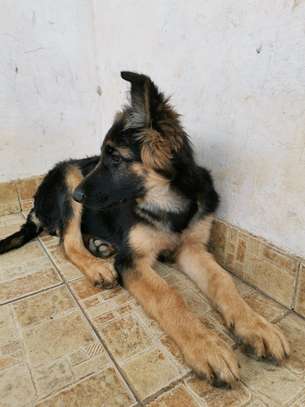3.3 months Big Boned GSD Puppy Available image 2