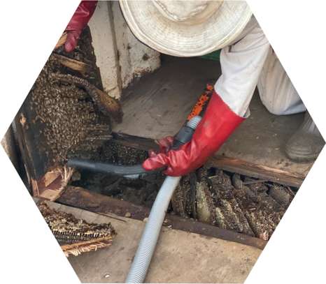 Beekeeping Service | From hive installation to honey harvesting, we provide everything that makes home beekeeping a simply beautiful pleasure for you.Call Us for Information image 9