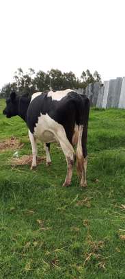 Frisian dairy cow image 3