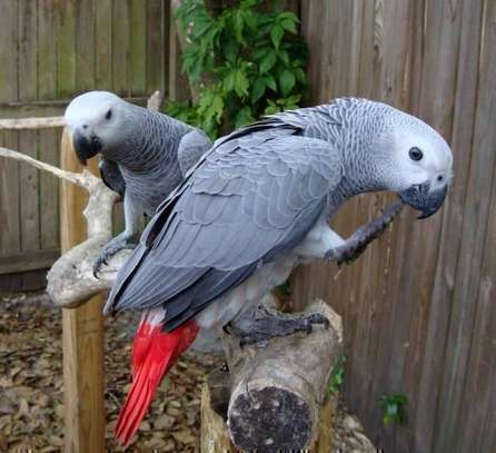 African Grey Parrots in Kenya for sale image 1