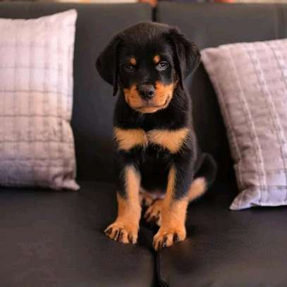 Adorable Rottweiler puppy image 1