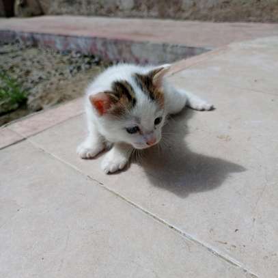 0-1 Month Old, Home-bred, Female, Persian Kittens for sale. image 8