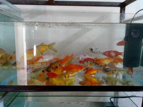 Aquarium fish image 1
