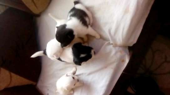 Maltese puppies for sale. image 3