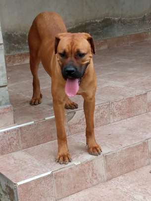 Female Boerboel available for a new home image 2