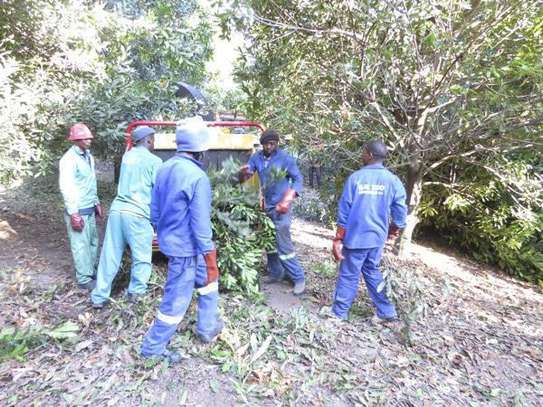 Cheap Tree Cutting Services-Tree Cutting Company | Tree Removal Experts In Kenya. image 7