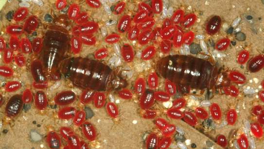 Bed bug fumigation in Githunguri,Ruiru,Juja,Thika,Thogoto image 9