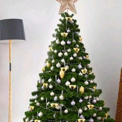 Imported Cyprus christmas tree image 1