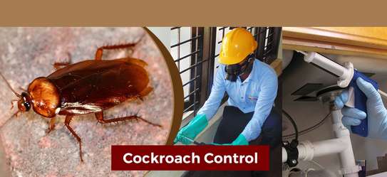 Expert Pest Control Services Rongai Ruiru Juja Kikuyu Thika image 3