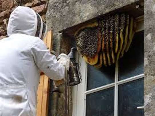Affordable Bee Removal Services | Bee hive removal | Bee swarm removal image 3