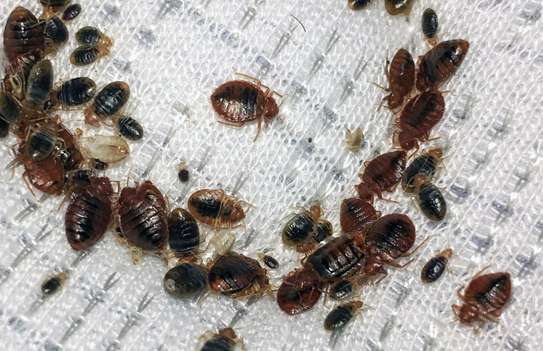 Bed Bug Treatment | Experienced Pest Control Technicians. Fast Response. Call Today For A Quote. No-nonsense. Modern Techniques. Non-Toxic Monitoring. image 11
