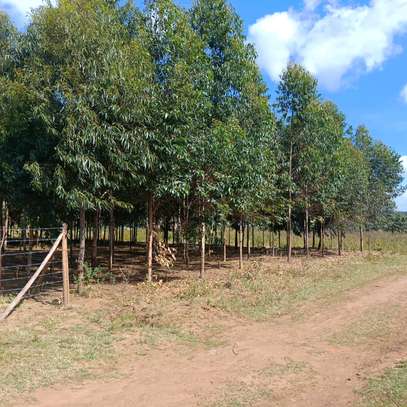 1/4 plot for sale at Limuru Ndeiya 100m from tarmac. image 8