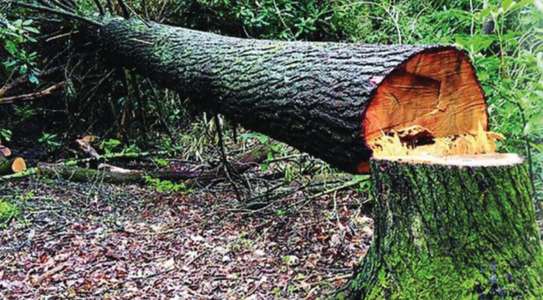 Bestcare Professional tree felling,Tree cutting,Tree Pruning & Trimming Specialists. image 9